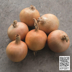 Мустанг F1 семена лука репчатого (Bejo / Бейо)