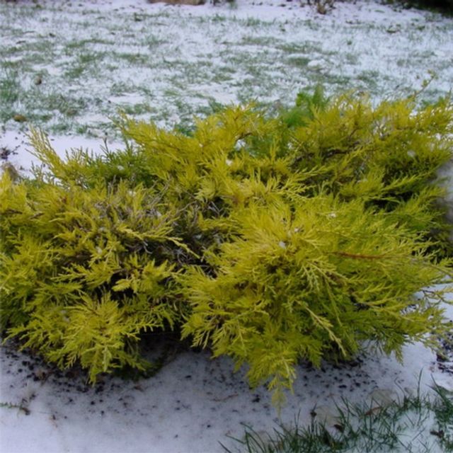 Можжевельник средний