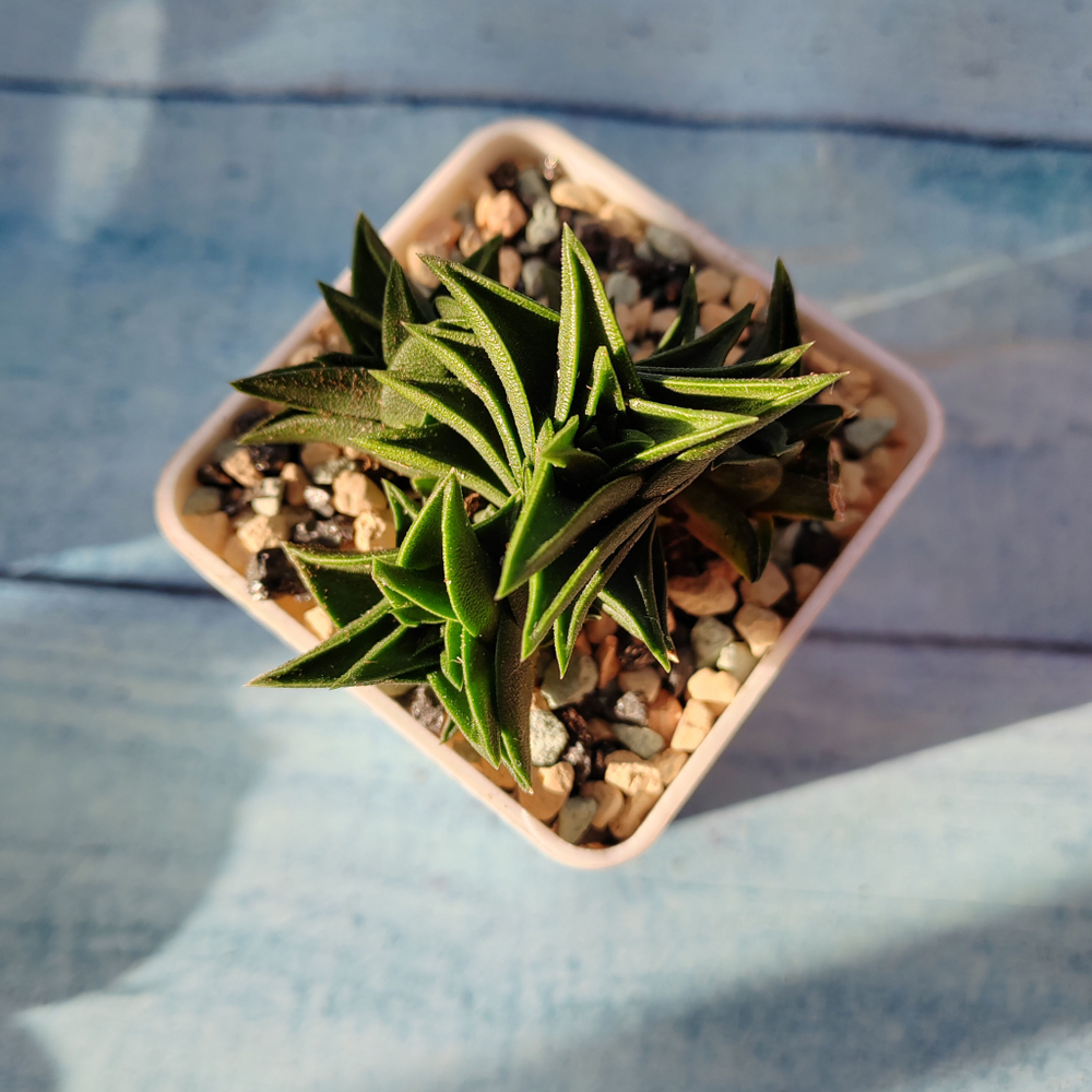 Haworthia Viscosa (Хавортия)