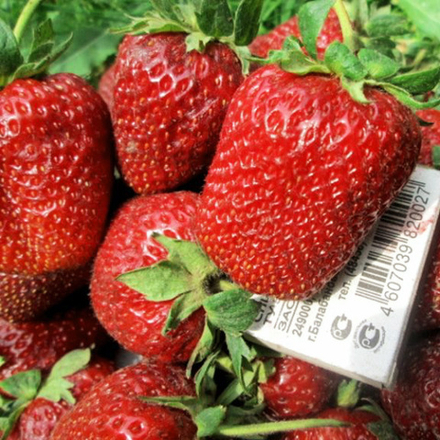 Земляника садовая (клубника) Маршал