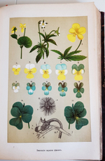 "Эволюция мира. Werden und vergehen. Том 2". Карус Штерне. 1909 г.