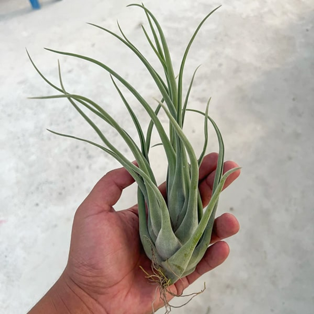 Тилландсия Bishop John Fisher (seleriana x caput-medusae)