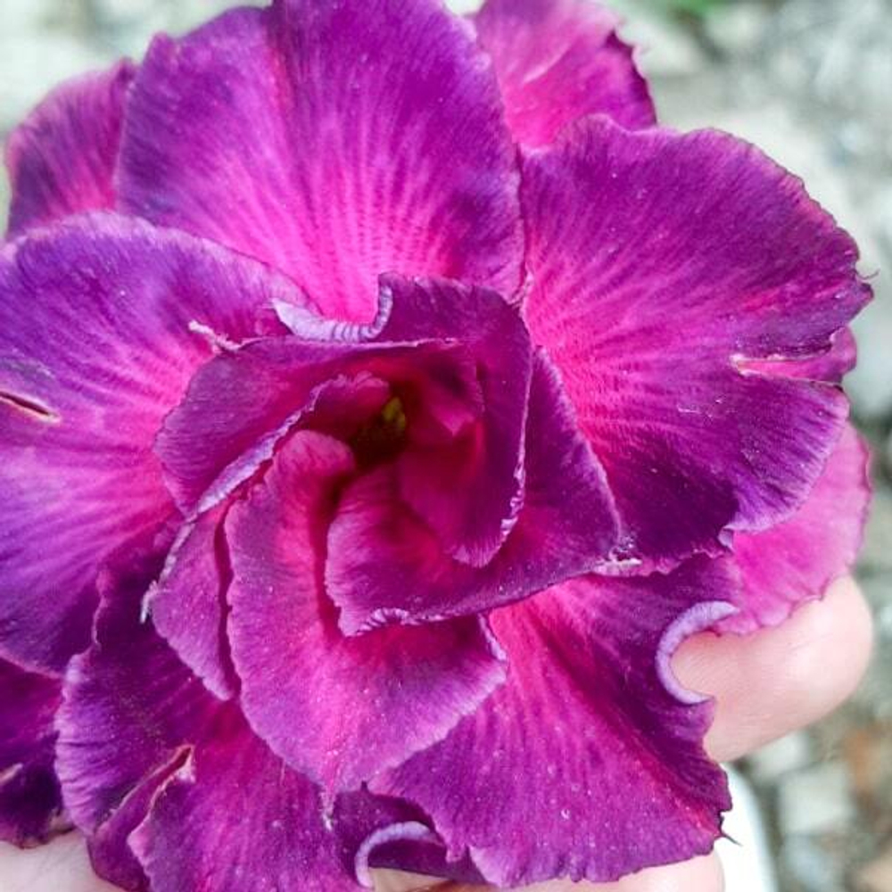 Адениум обесум 145 Mong Kong