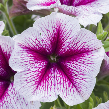 ЕВРО Petunia DESIGNER Starburst Cherry неукор черенок ноябрь 2025