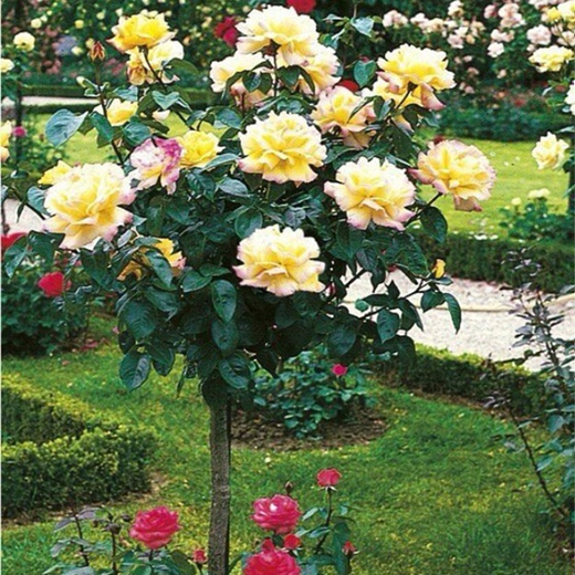 Роза Глория Дей штамб 90-100 см Закупка М17 весна 2026