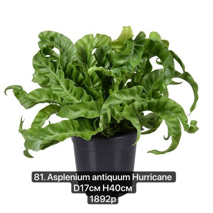 81. Асплениум Антикум Хуррикан (Asplenium antiquum Hurricane) D17см Н40см