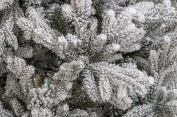 Искусственная елка Имперская заснеженная 210 см., литая хвоя+пвх, ЕлкиТорг (145210)