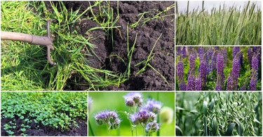 Сидераты для холодного климата: какие растения улучшат почву