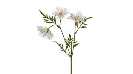 Хризантема Игольчатая small (3 соцветия) - Белый