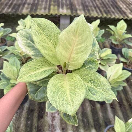 Аглаонема MATCHA