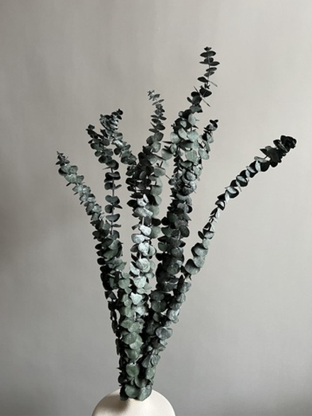 Эвкалипт Бейби Блю стабилизированный болотный