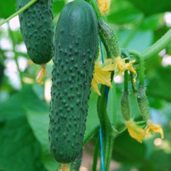 Огурец Седрик F1 7шт Мировые Семена VITA GREEN