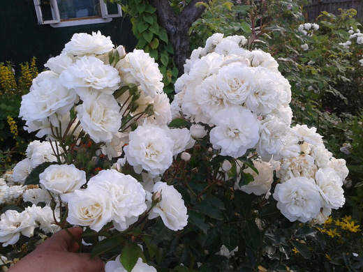 Роза Свани С7 Закупка М57 июнь 2026