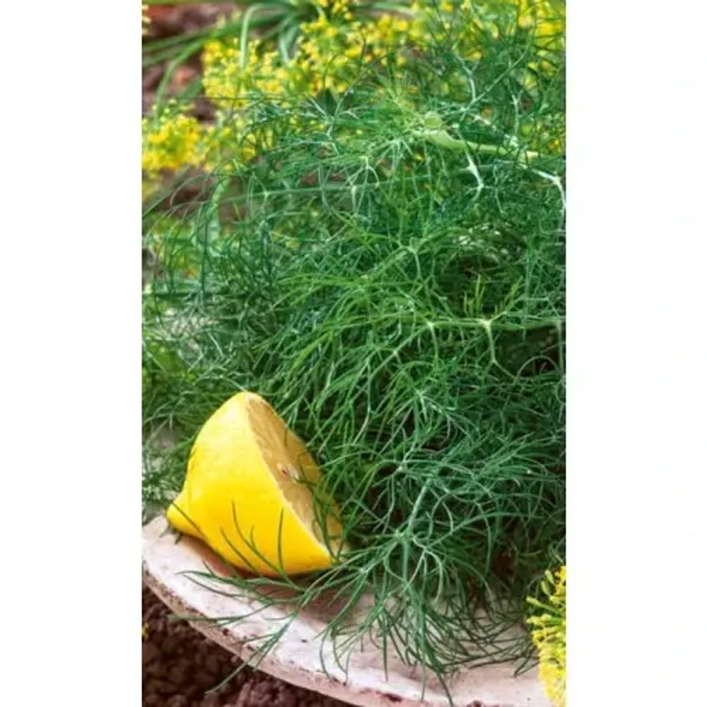 Семена Укроп Нежность (УД) Е/П