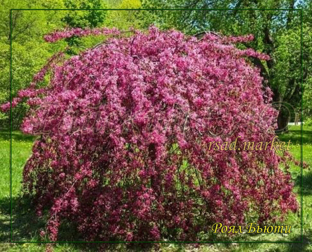 Яблоня декоративная плакучая Роял Бьюти