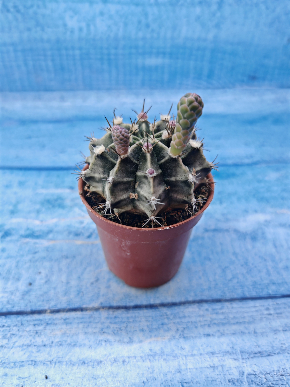 Gymnocalycium Friedrichii (Гимнокалициум)