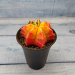 Gymnocalycium Variegata (Гимнокалициум Вариегатный)