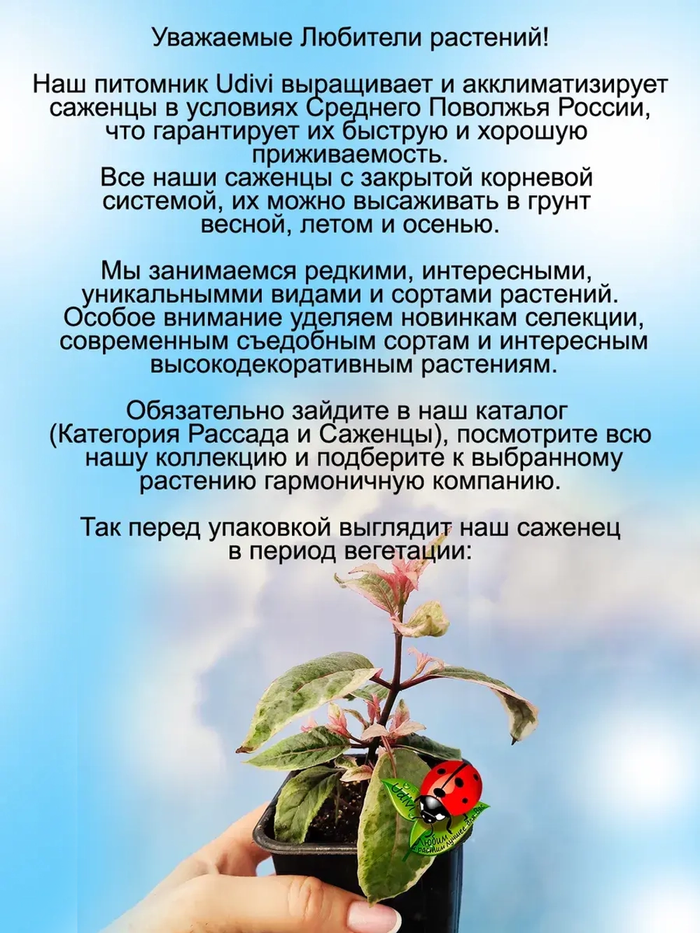 Фуксия Том Вест вариегатная