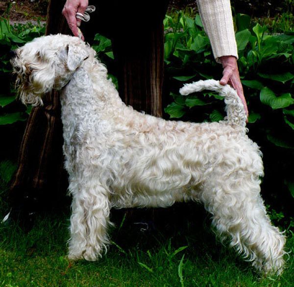 Ирландский мягкошерстный пшеничный терьер (уитен-терьер) Ирландский мягкошерстный пшеничный терьер (уитен-терьер)