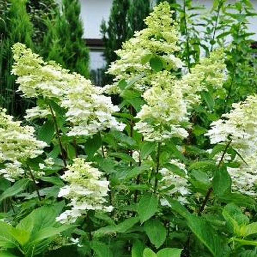 Гортензия метельчатая Киушу С5 40-60