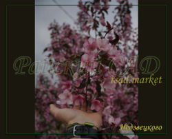 Яблоня декоративная Недзвецкого