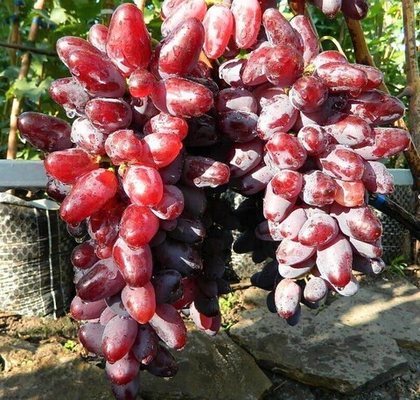 Виноград Байконур ранний 1шт