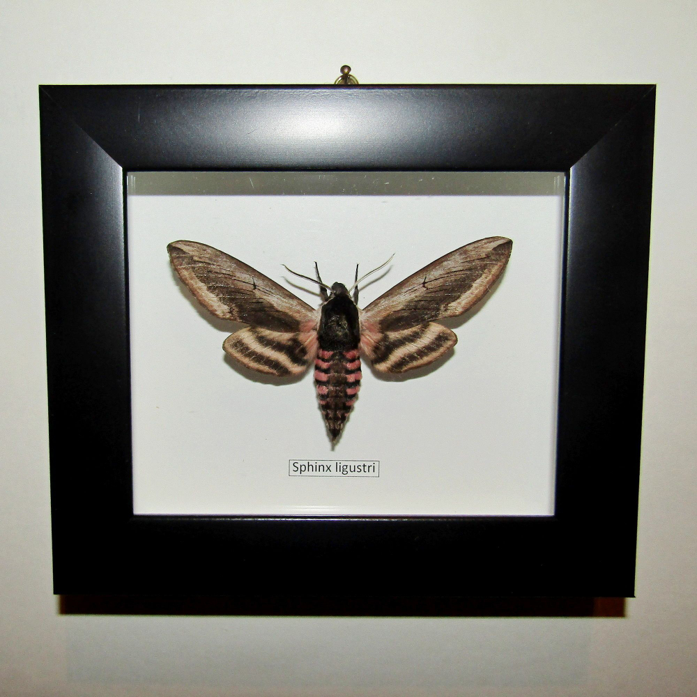 Бражник Сиреневый в рамке