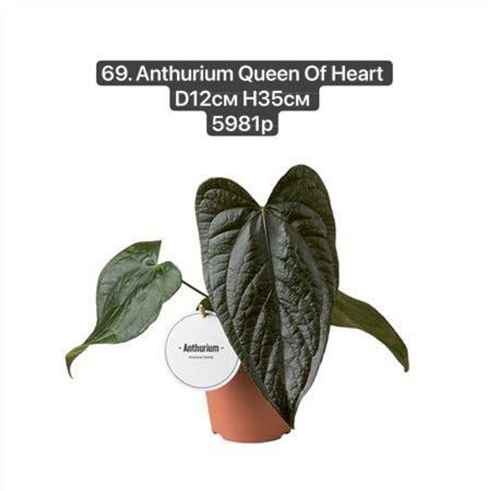 69. Антуриум Квин оф Херст (Anthurium Queen Of Heart) D12см Н35см