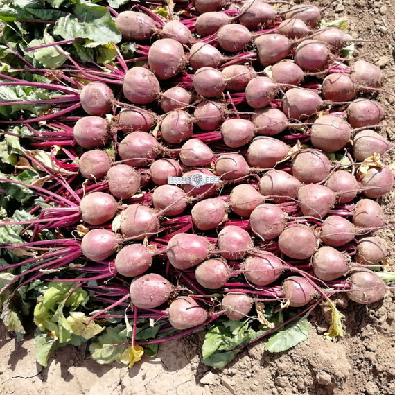 Детройт семена свеклы (Sakata / Саката) – фото 4