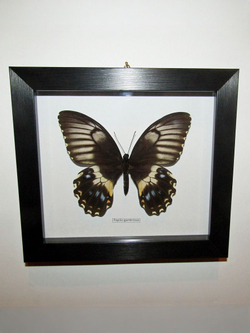 Бабочка Papilio gambrisius самка в рамке