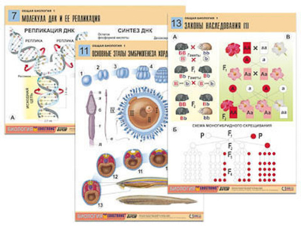 Комплект таблиц "Общая биология 1" (16 табл, формат А1)