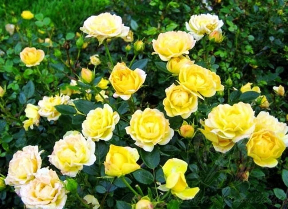 Роза почвокровная "Fairy Isles"