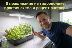 Выращивание на гидропонике: простая схема и рецепт раствора