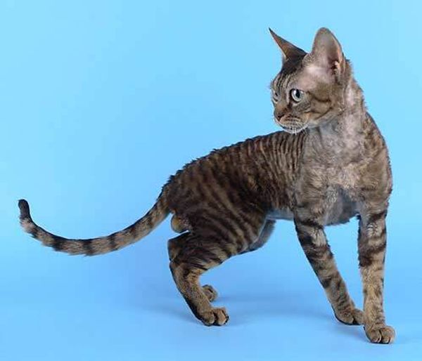 Девон-рекс Девон-рекс