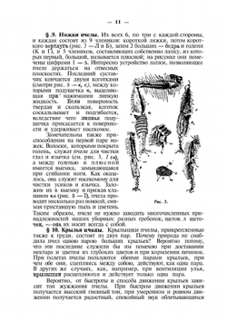 Самоучитель пчеловодства | А.С. Буткевич