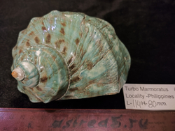 Турбо марморатус