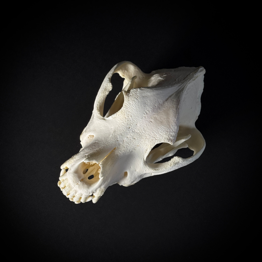 Череп собаки