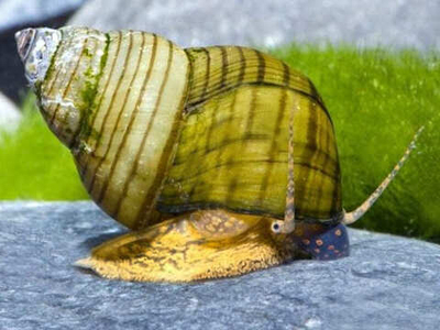 Улитка Водорослеед