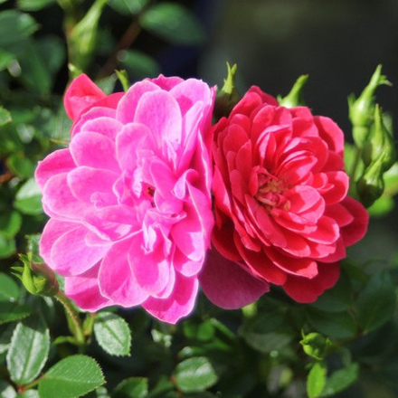 Роза миниатюрная Хобби