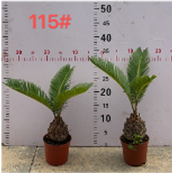 Цикас д.11,5