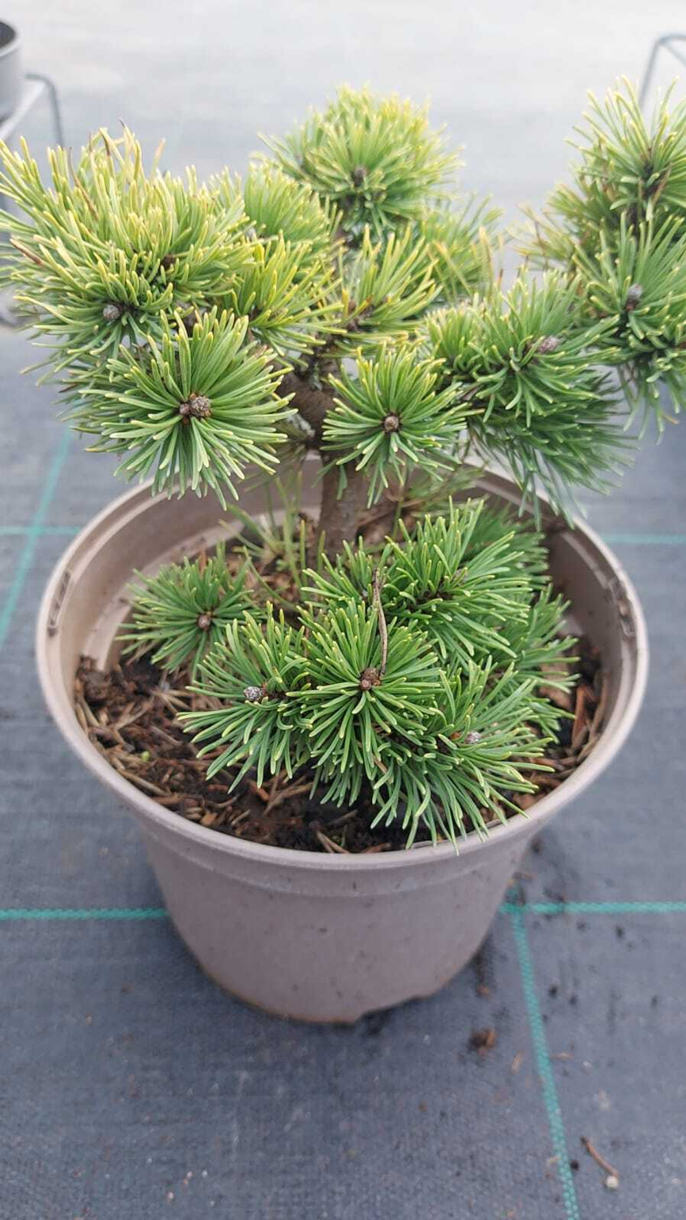 Cосна pinus mugo Winter Gold