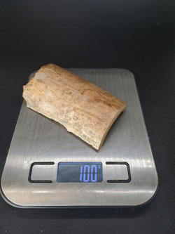 Бивень мамонта для коллекции и поделок