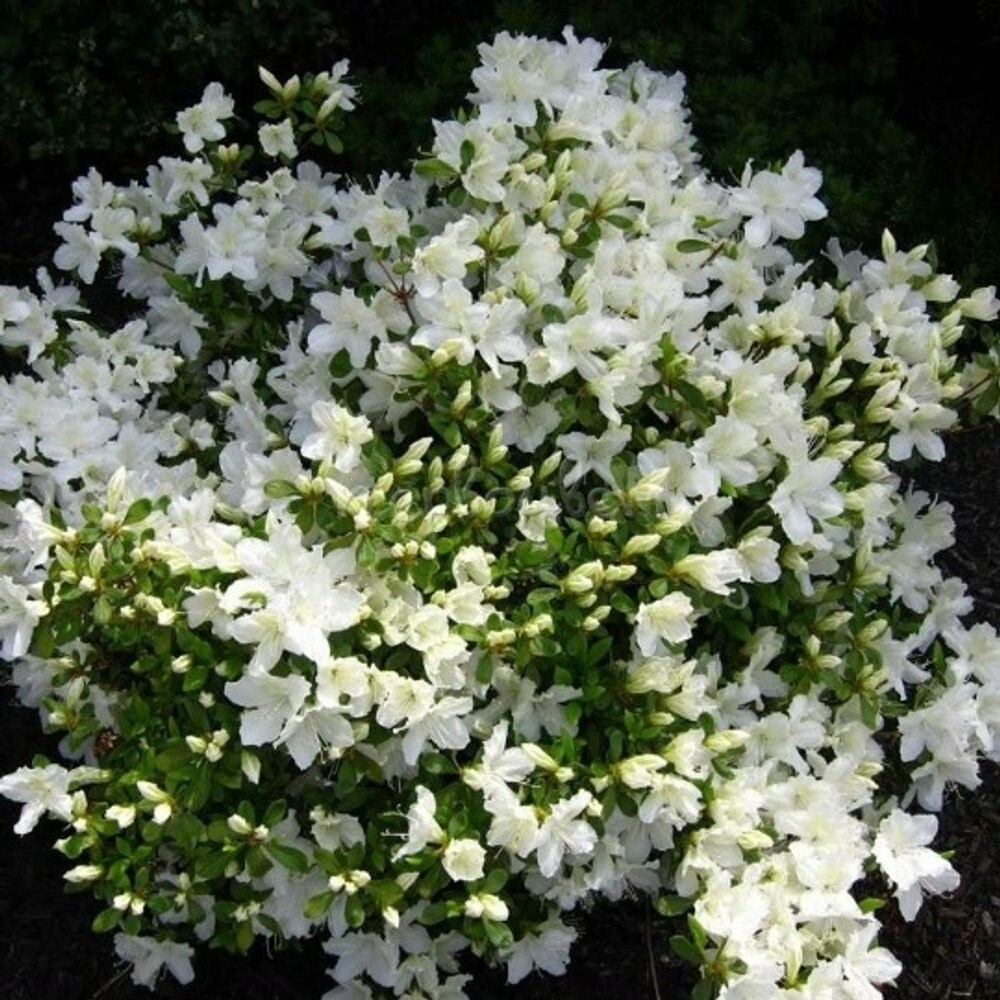 Азалия Японская Adonis (Рододендрон)