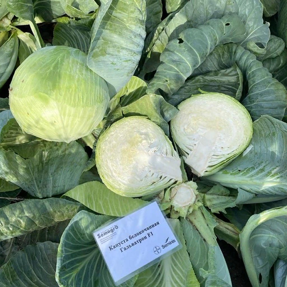 Гальватрон F1 семена капусты белокочанной (Seminis / Семинис)