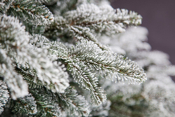 Ель 185см Black Box Стильная заснеженная