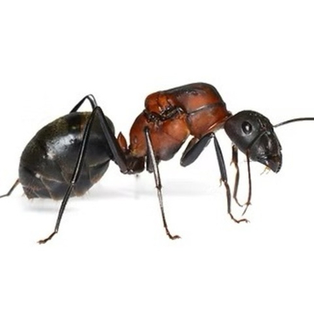 Муравьи Camponotus angusticollis (Самый крупный муравей планеты)