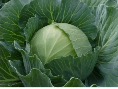 Капуста поздняя Циклон F1 - Cyclone F1 2500 семян