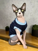 Одежда для кошек сфинкс и собак