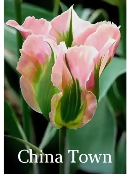 Тюльпаны Чайна Таун Попугайный 4 шт, набор луковиц