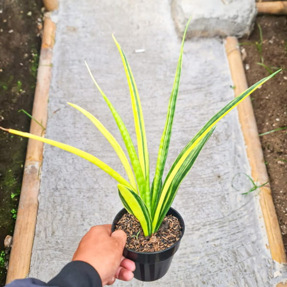 Сансевиерия PARVA LANCET YELLOW